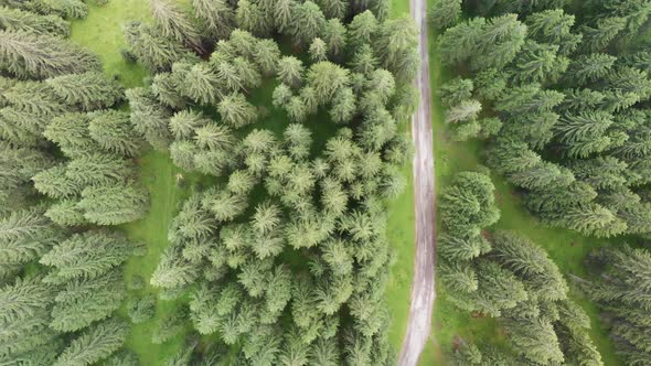 Aerial View of Alpin Pinewood in Summer Season Forest Overhead Panorama From Flying Drone