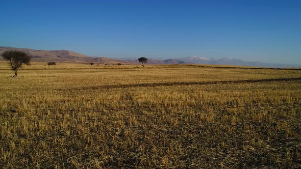 Autumn Field