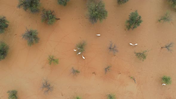 Aerial view of group of goats walking on desert landscape, Abu Dhabi, U.A.E