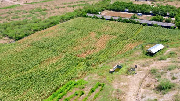 Green plantation in sunny rural landscape of Dominican Republic, aerial