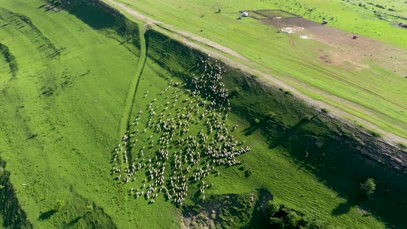 Aerial View of a Herd of Sheep