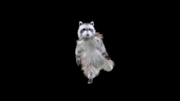 Raccoon Dancing HD