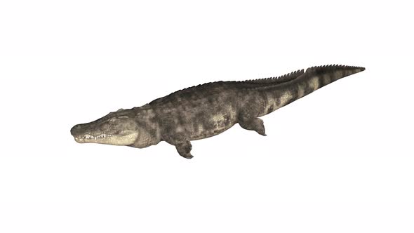 Sea Crocodile