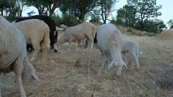 Sheep Field