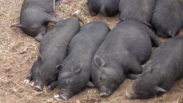 Sleeping Black Little Fun Piglets