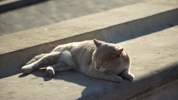 Closeup Shot of a Beautiful White and Grey Cat Basking in the Sun Against a Sea View and Cloudy Sky