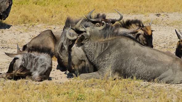 Wildebeest herd resting in hot African afternoon