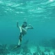 Girl Snorkeling Underwater in Ocean Barrier Reefs - VideoHive Item for Sale