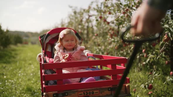 Family in Apple Orchard on Farm. Dad Takes the Kids in a Cart. Close Kids