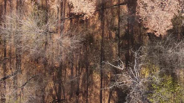 Vertical Video of a Forest with Many Trees in Autumn