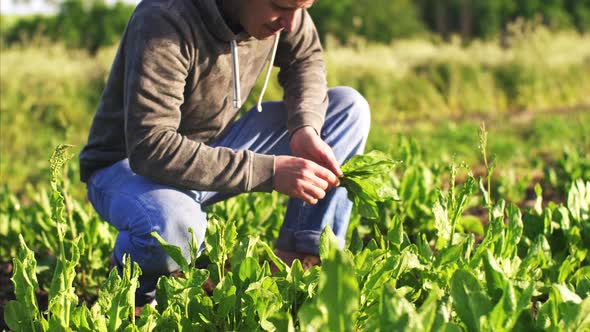 Man Collects Sorrel on the Field Squatted Down.