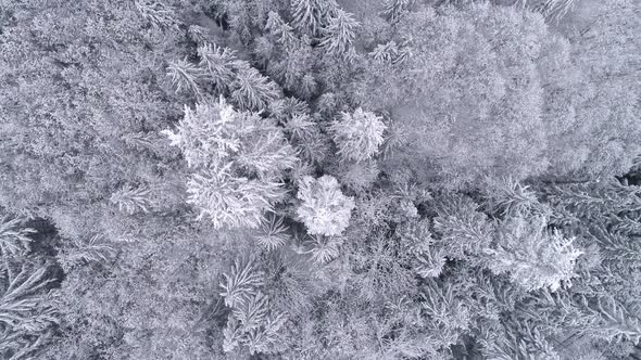 Aerial Background High Above Winter Snow Covered Trees In Cold Mountain Forest