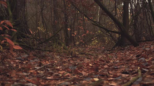 Mysterious Autumn Forest