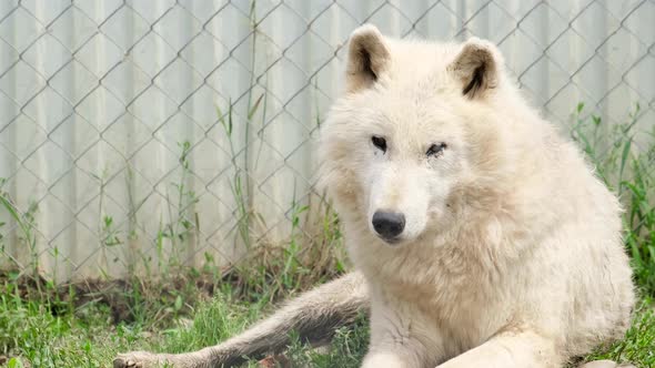 An old white wolf lies and rests at the zoo. The animal is in captivity all his life