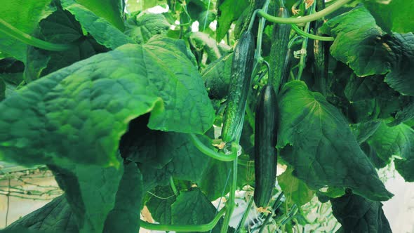 Green Ripe Cucumbers are Hanging Among the Leaves
