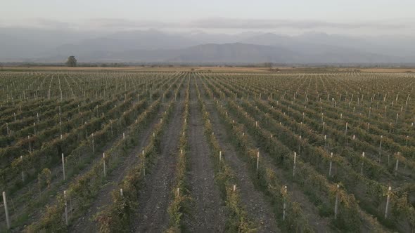 Aerial flight over beautiful vineyard landscape in Kakheti, Georgia