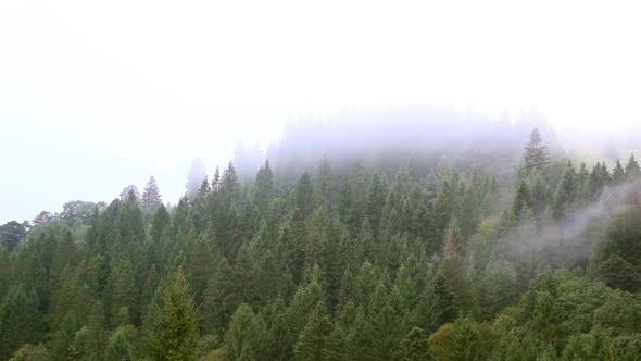 Beautiful Mist Over the Trees in the Mountains