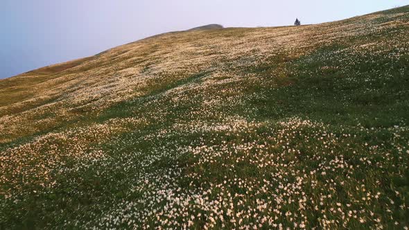 Flying over a field of daffodils in spring