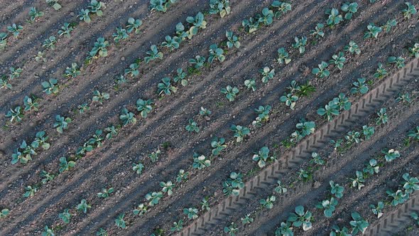 Diagonal Rows of Small Growing Seedlings Aerial View