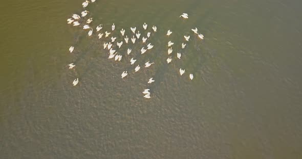 Breeding Grounds of Pelicans in Tuzly Estuary National Nature Park Near By Black Sea Coast, Ukraine