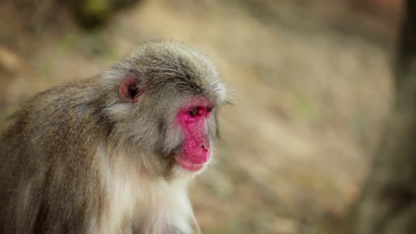 Japanese Macaque (Snow Monkey)