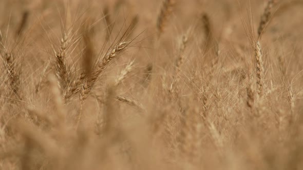 Barley Fields