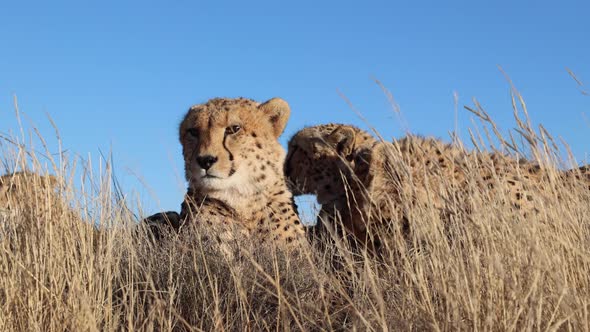 Close up low angle view of family of Cheetahs on savanna, blue sky