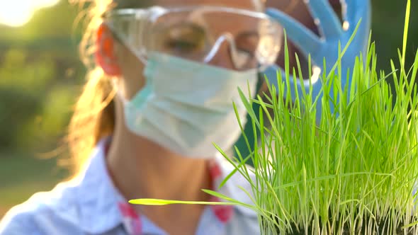 Woman Agronomist in Goggles and a Mask Examines a Sample of Soil and Plants