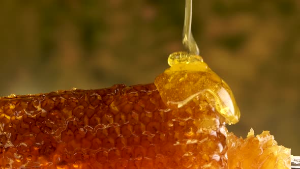 Golden Honey Pours on the Honeycomb