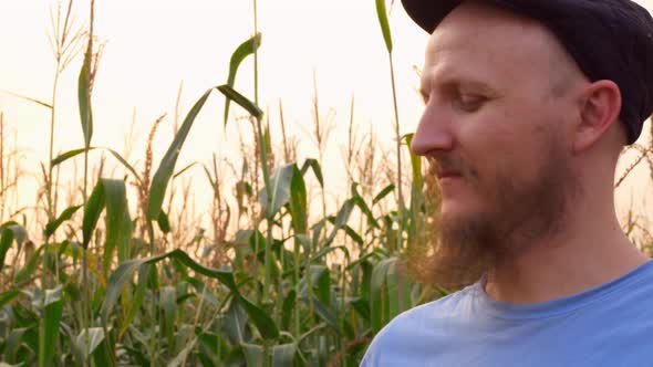 A Bearded Man in a Cap Inhales the Aroma of Corn in the Field