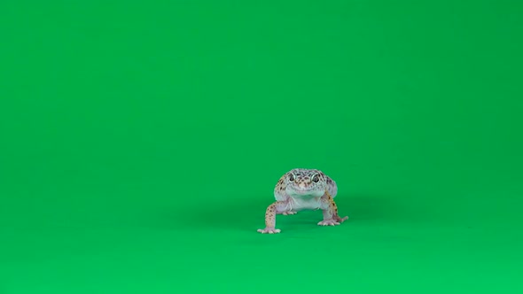 Yellow and Brown Spotted Leopard Gecko Eublefar Isolated at Green Screen. Close Up.