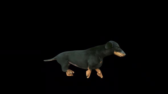 Dachshund Run