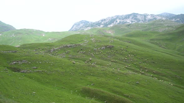 Flock of Sheep Grazing in a Mountain Pasture