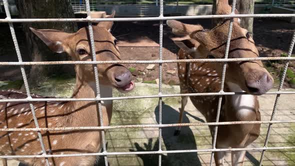 Sika deer