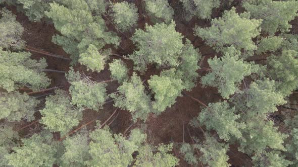 Trees in a Pine Forest During the Day Aerial View