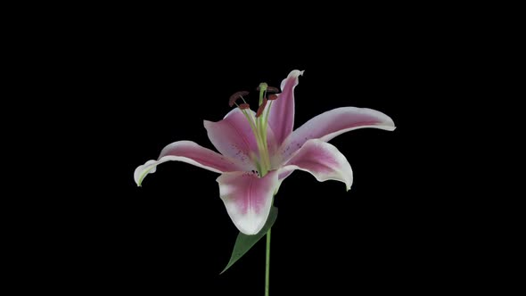 Time-lapse of opening pink lily