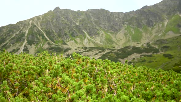 Pan Shot Of Plants Against Mountain In Zakopane