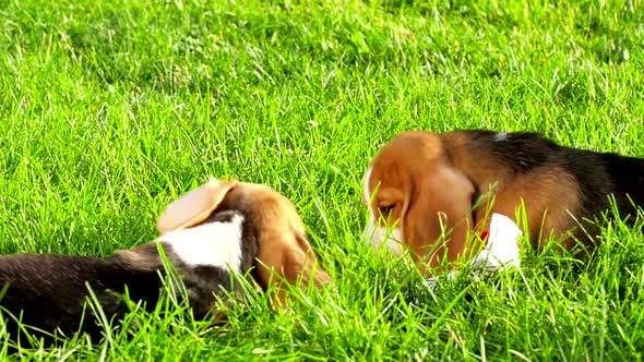 Show Dog of Breed of Beagle on a Natural Green Background