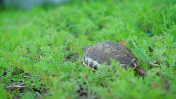 A small tortoise slowly walks away on fine green vegetation.