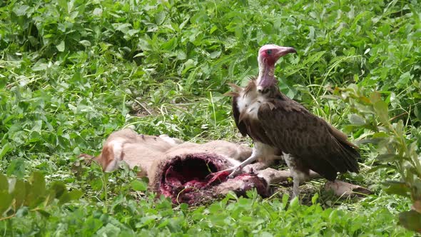 Hooded Vulture eating from a carcass