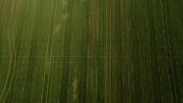 Nature and landscape: Aerial view of a field, cultivation, green grass, countryside, farming.