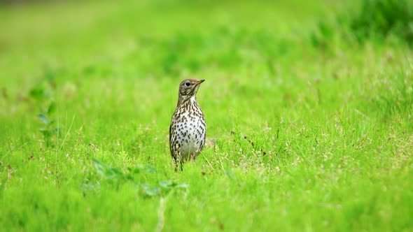 Song Thrush