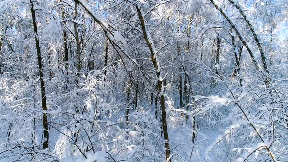 Snowy Branches in Forest Winter Fairy Background