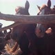 Horses Stand in a Stall in a Village - VideoHive Item for Sale
