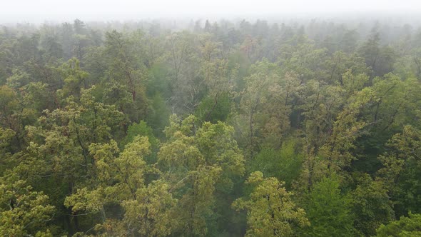 Forest in Fog in Rainy Autumn Weather. Ukraine. Aerial View, Slow Motion