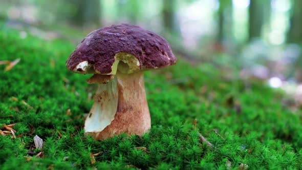 White Mushroom in Summer Forest