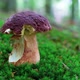 White Mushroom in Summer Forest - VideoHive Item for Sale