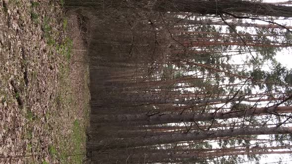 Vertical Video of Trees in a Pine Forest Slow Motion