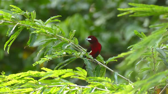 a beautiful crimson backed tanager looking around on a tree branch, Ramphocelus dimidiatus