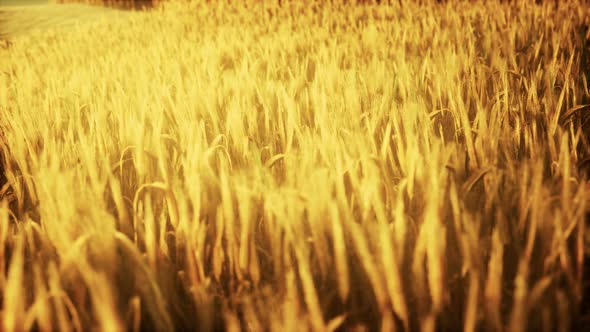 Golden Wheat Field and Sunny Day